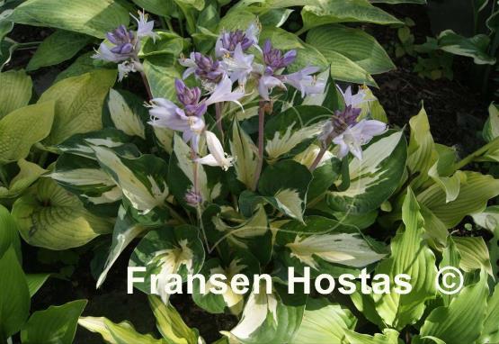 Hosta Eternal Flame